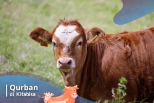 sunnah qurban