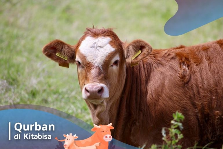 sunnah qurban