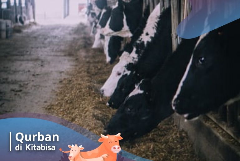 ketentuan qurban