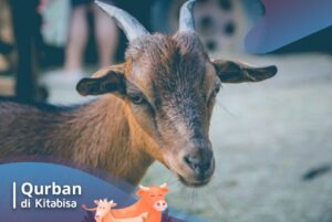 ketentuan hewan qurban