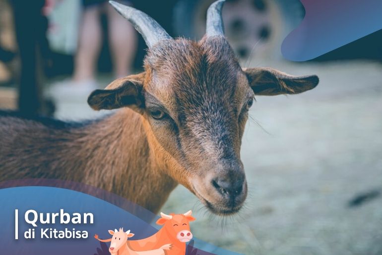 ketentuan hewan qurban