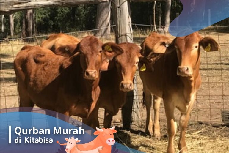 harga sapi qurban
