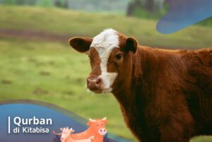 potong sapi qurban
