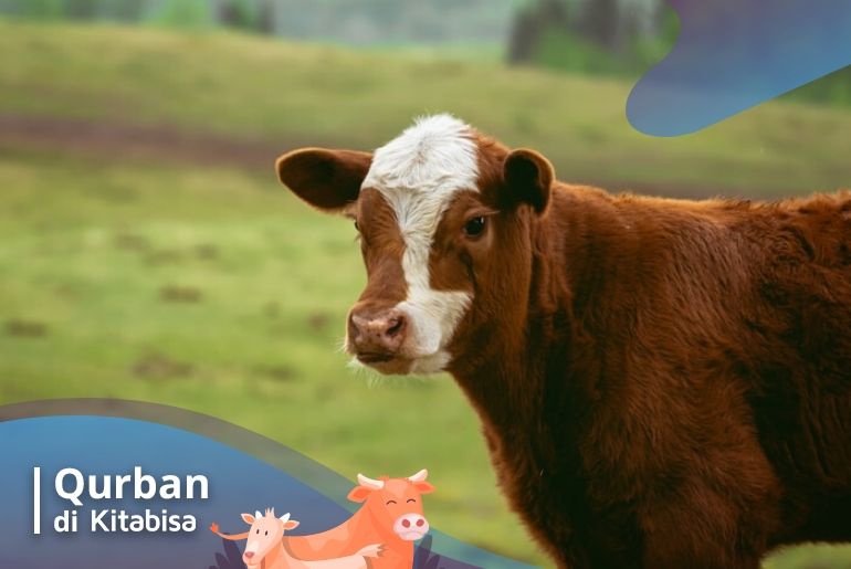 potong sapi qurban