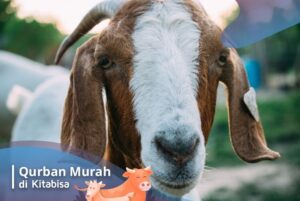 harga kambing qurban