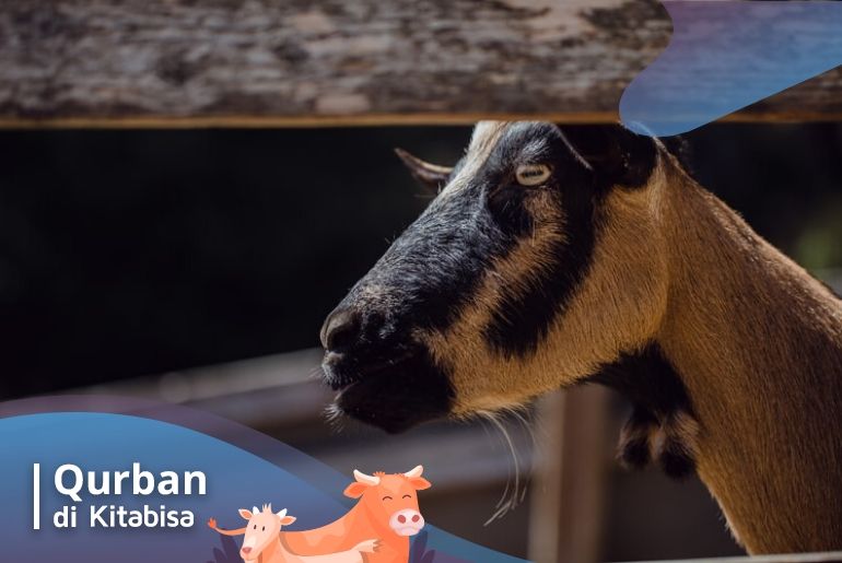 hadits tentang qurban