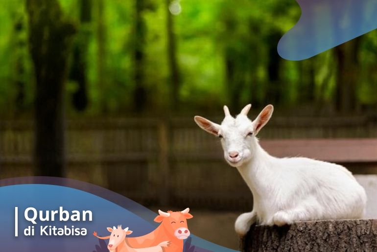 qurban adalah