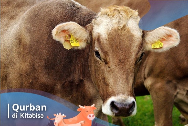 makna qurban idul adha