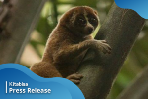 Selamatkan Kukang Sumatera Agar Dapat Sembuh dan Kembali ke Hutan!