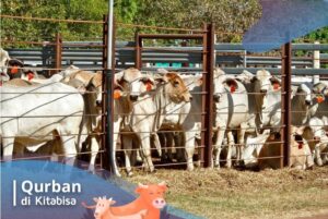 waktu penyembelihan qurban