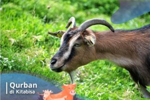anjuran berqurban