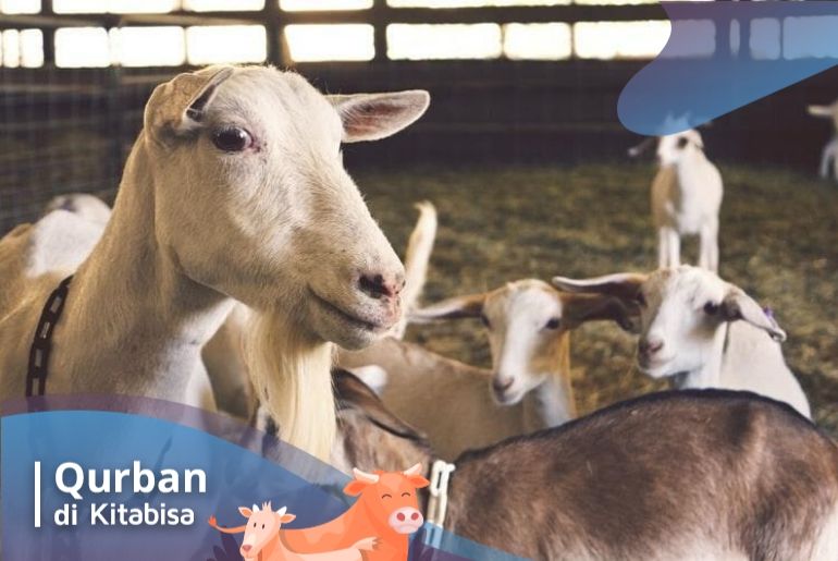 cara memilih hewan qurban
