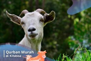kambing qurban 2020