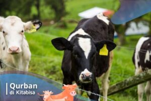 sapi qurban
