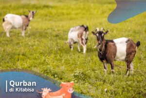 kambing qurban online