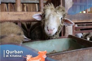 harga kambing qurban