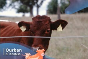 harga sapi Jogja