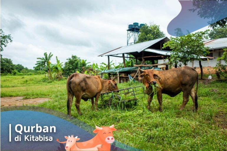 harga sapi jawa