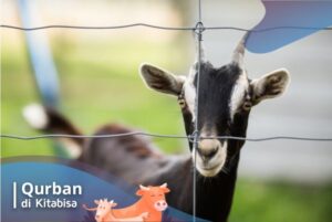harga hewan qurban terbaru