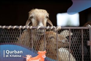 harga hewan qurban 2020