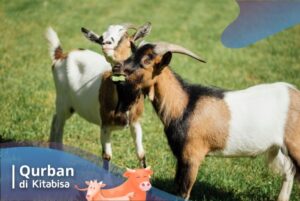 beli hewan qurban