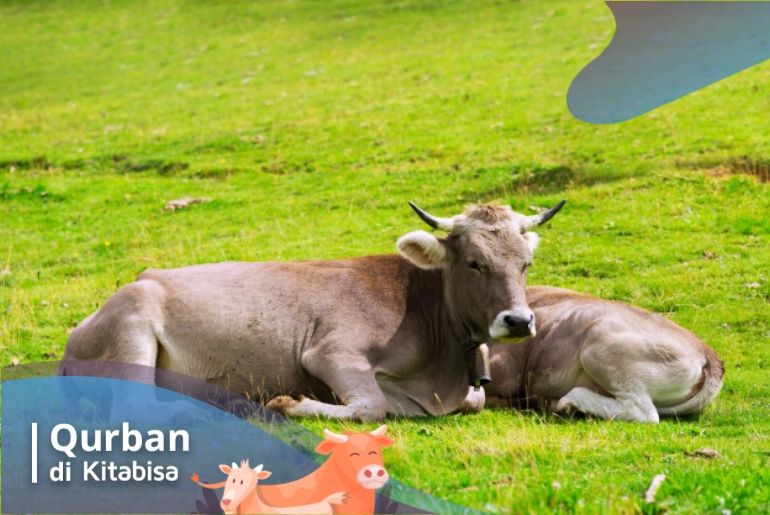 hikmah qurban