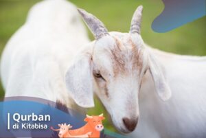 kambing qurban online