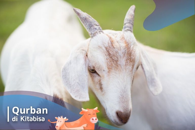 kambing qurban online
