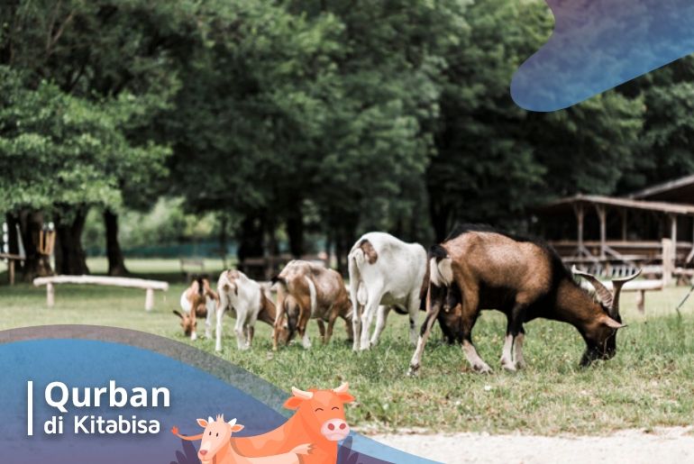 niat qurban kambing