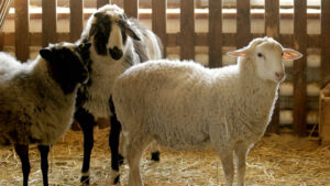 Harga Kambing Qurban 2022