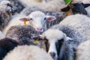 Harga Kambing Qurban
