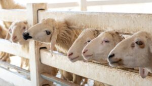 Qurban untuk Nonmuslim