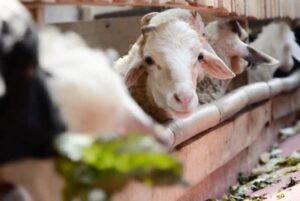 Qurban untuk Orang yang Sudah Meninggal
